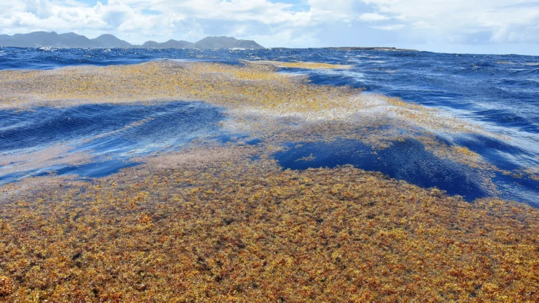 Large patches of Sargassum adrift near the island of Saint Martin.