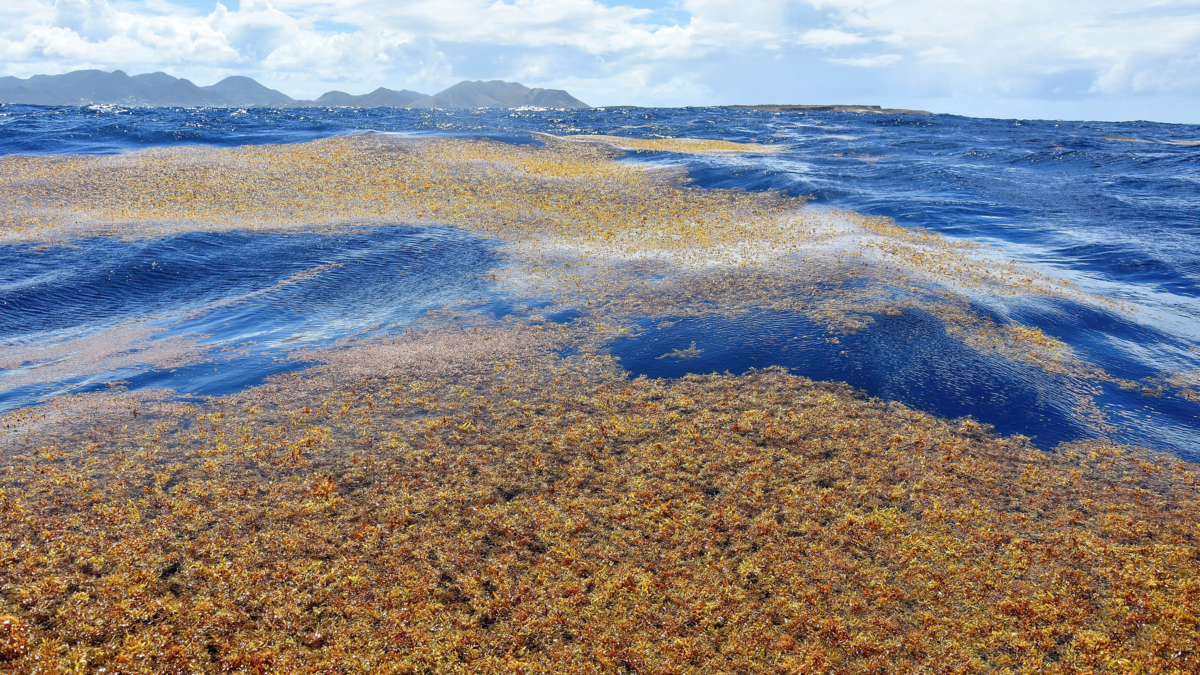 Large patches of Sargassum adrift near the island of Saint Martin.