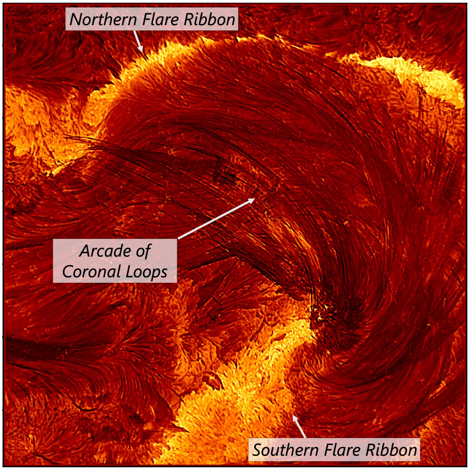 A high-resolution image of the flare from the Inouye Solar Telescope, taken on August 8, 2024, at 20:12 UT. The image is about 4 Earth-diameters on each side. Labels of the different relevant regions of the image are added for clarity: flare ribbons (bright areas of energy release in the dense lower solar atmosphere) and an arcade of coronal loops (arcs of plasma outlining magnetic field lines that transport energy from the corona to the flare ribbons). Credit: NSF/NSO/AURA