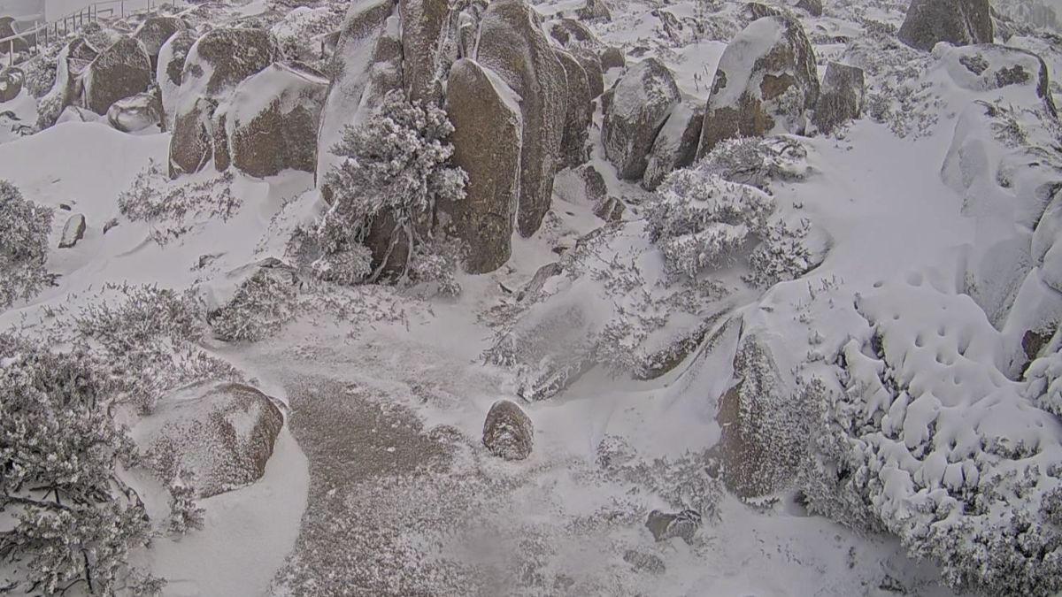 The summit of Kunanyi Mount Wellington covered in snow on the morning of August 30, 2025. Credit: City of Hobart