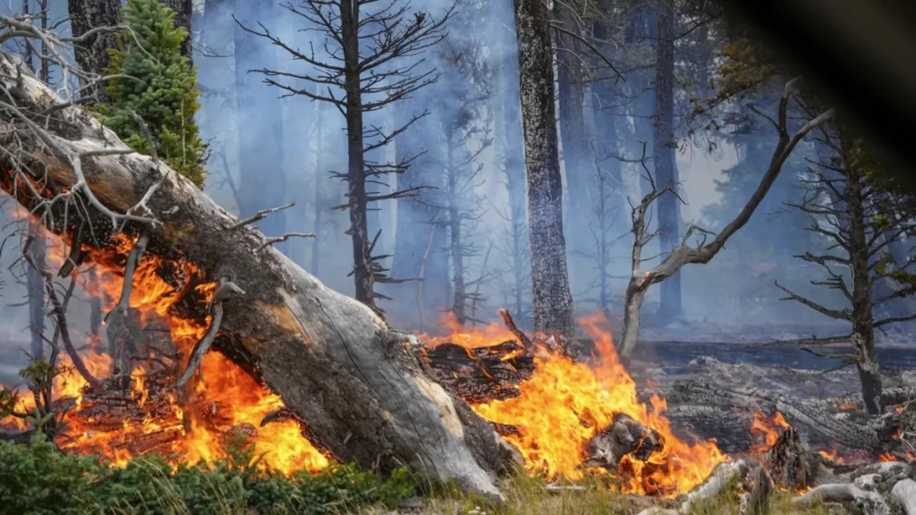 dragon bravo fire arizona august 2025