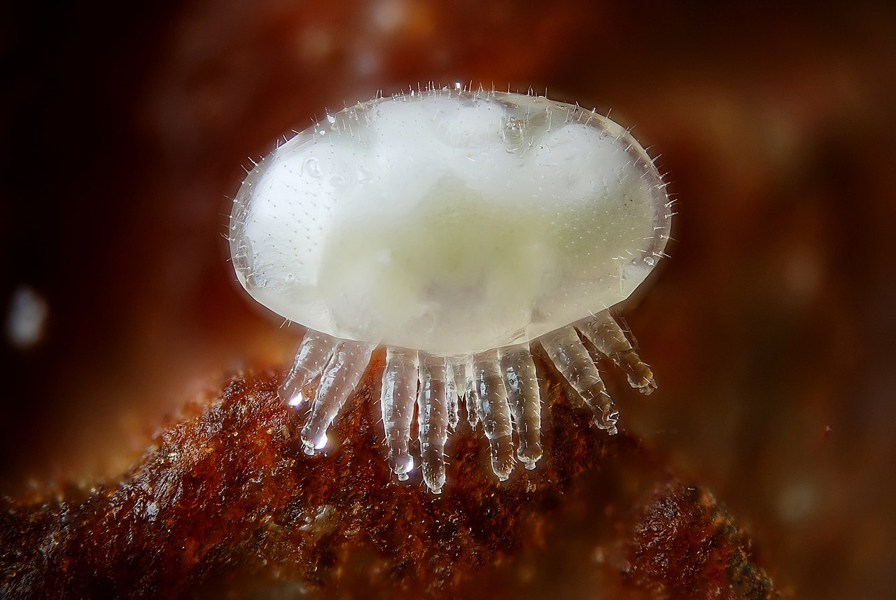 A deutonymph of Varroa destructor. Credit: Gilles San Martin