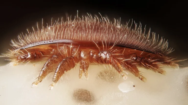 A female Varroa destructor (Varroa mite). Credit: Gilles San Martin/ Wikipedia
