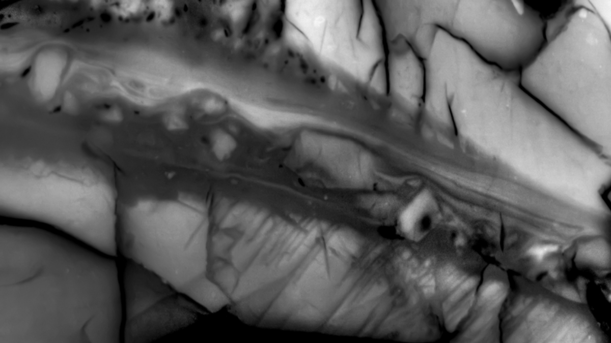 A scanning electron photomicrograph