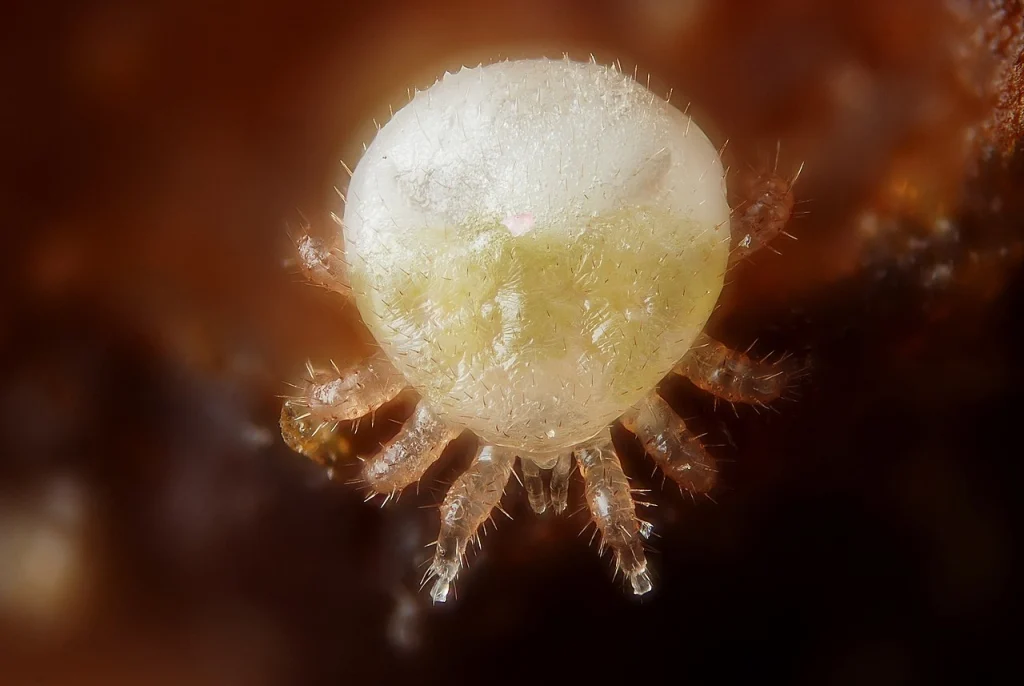 An adult male of Varroa destructor, a mite parasiting the domestic bee (honeybee - Apis mellifera). Dorsal view. Credit: Gilles San Martin/ Wikipedia