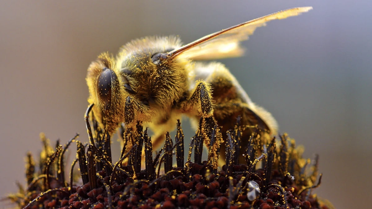 Bee collecting Pollen. Credit: Jon Sullivan /Wikipedia