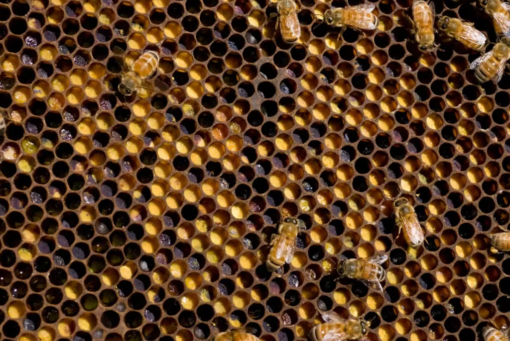 Bee colonies infested with tropi can collapse far faster than those plagued by varroa. Credit: Nick Pitsas CSIRO