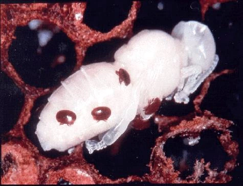 Image of Varroa Mite on honeybee pupa. Credit: Kika De La Garza Subtropical Agricultural Research Center Weslaco, Texas, USA