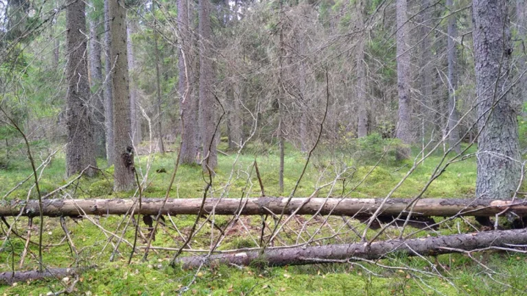 Mixed old growth forest with threatened orchid Goodyera reopens