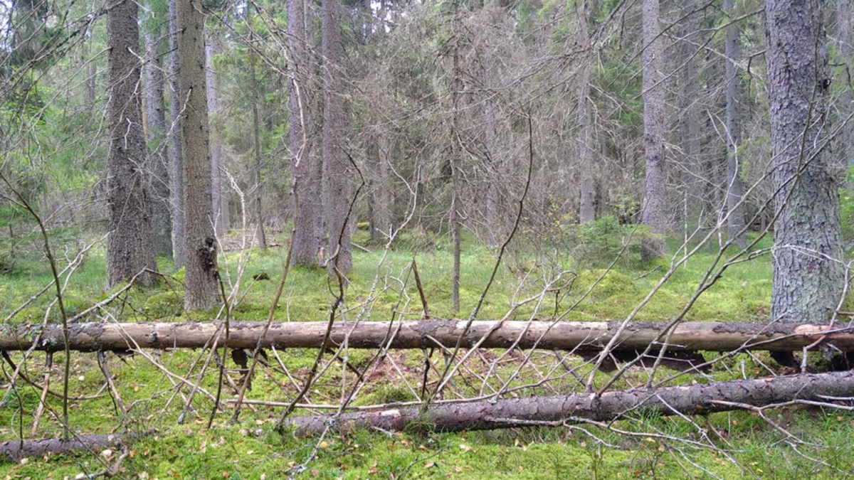 Mixed old growth forest with threatened orchid Goodyera reopens