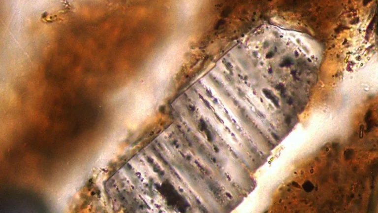 Transmitted-light photomicrograph