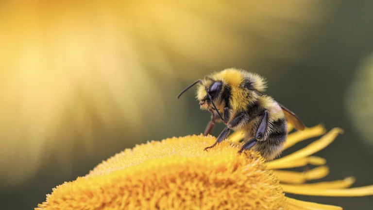 Record 2024–2025 honeybee colony losses reported across United States, over 60% lost in Texas