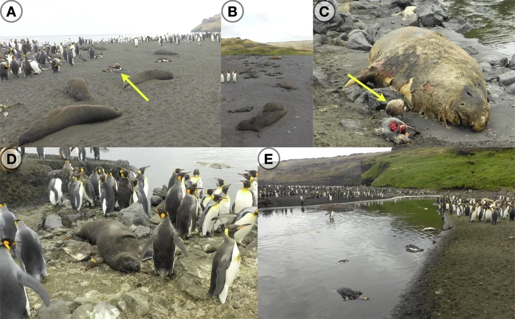 Carcasses of southern elephant seals and king penguins on Petite Manchotière, Possession Island, Crozet archipelago. Credit: Jérémy Tornos/Mathilde Lejeune, CNRS/IPEV.