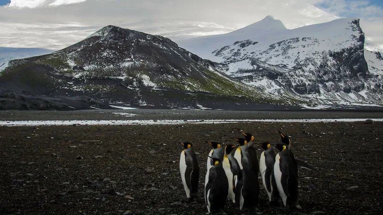 King Penguins on Heard Island. Credit: Matt Curnock/Australian Antarctic Program