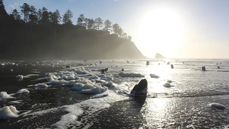 Remnants of trees at the Neskowin Ghost Forest in Oregon. The trees were killed when the coast suddenly sank during a Cascadia megathrust earthquake around the year 1700. Sites like this preserve surface evidence of subduction zone activity.