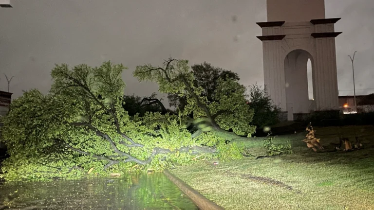 Tree downed by severe storms in Fort Worth, Texas on October 24, 2025. Credit: Justin W. Hill