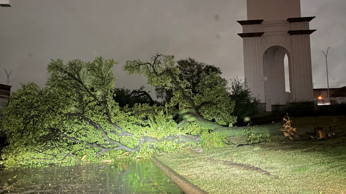 Tree downed by severe storms in Fort Worth, Texas on October 24, 2025. Credit: Justin W. Hill