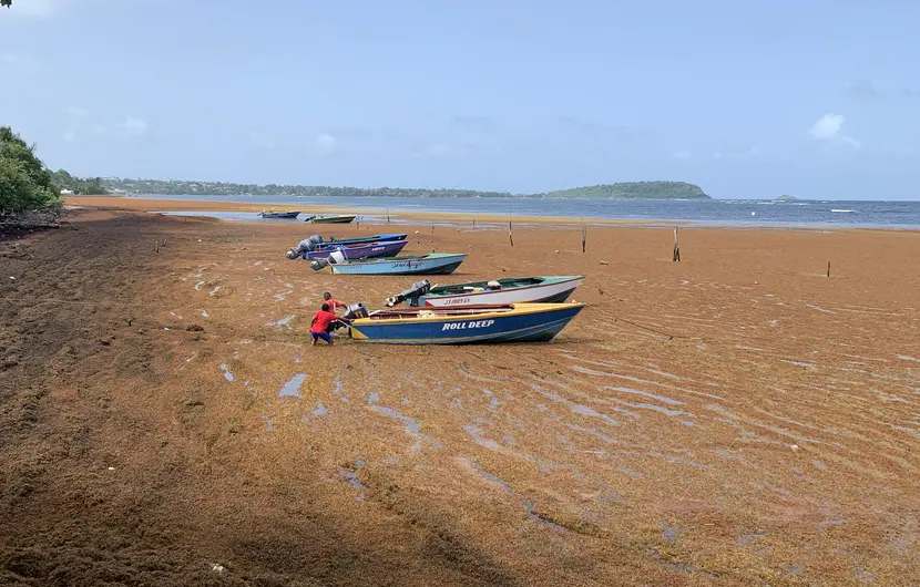 In Soubise, Grenada, two boys fight through thick Sargassum carpet to beach their boat