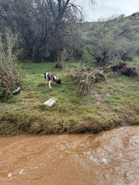 K9 unit being used to search for the missing man after flooding in Yavapai County, Arizona