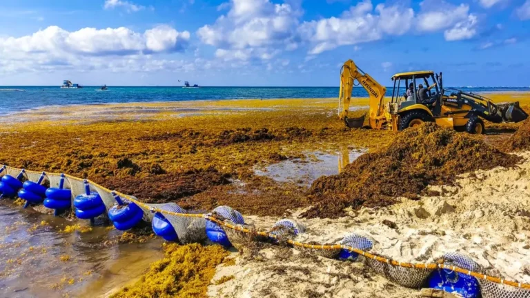 Playa del Carmen, a popular vacation destination on Mexicos Yucatán Peninsula, faces significant Sargassum strandings during summer months, as do other Caribbean coastlines