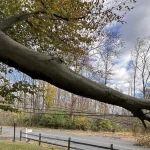 Tree downed in Pennsylvania after a powerful clipper storm left over 70000 without power on November 5-6, 2025. Credit: PPL Electric Utilities