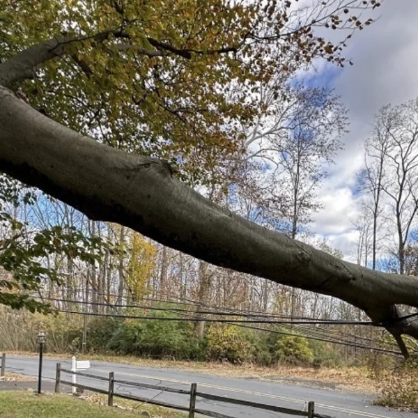 Tree downed in Pennsylvania after a powerful clipper storm left over 70000 without power on November 5-6, 2025. Credit: PPL Electric Utilities