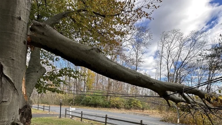 Tree downed in Pennsylvania after a powerful clipper storm left over 70000 without power on November 5-6, 2025. Credit: PPL Electric Utilities
