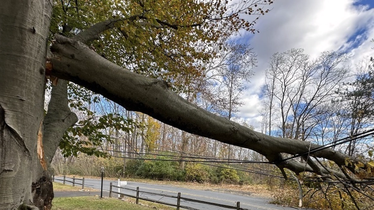 Tree downed in Pennsylvania after a powerful clipper storm left over 70000 without power on November 5-6, 2025. Credit: PPL Electric Utilities