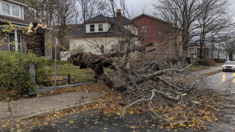 Tree snapped in St Johns, Newfoundland after a bomb cyclone swept through the province through November 4-5, 2025. Credit: Colin Lane