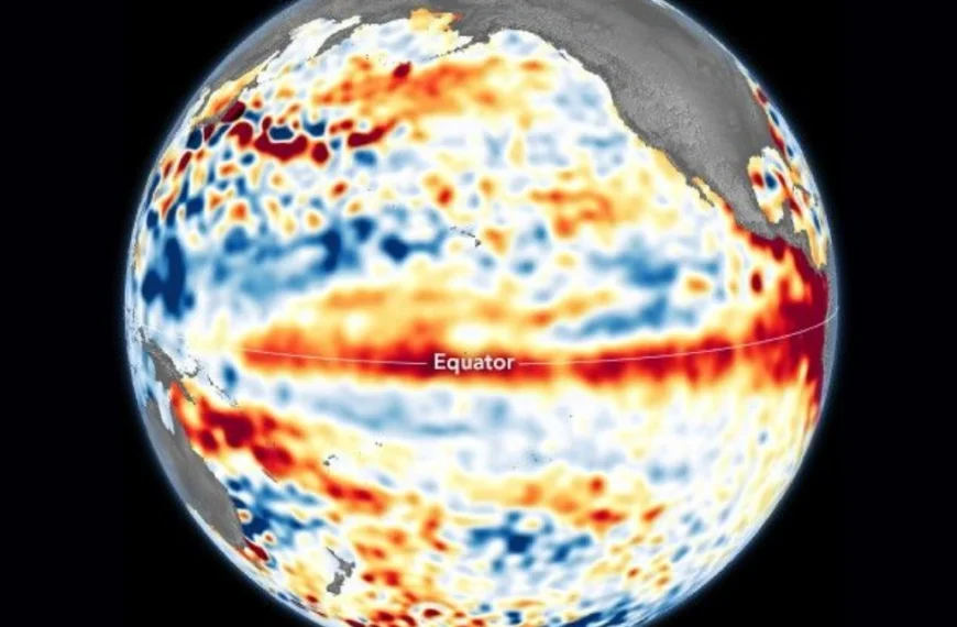 Water expands as it warms, causing the surface of the ocean to rise. Higher-than-usual sea surfaces in the tropical Pacific Ocean, shown here from June 1--10, 2023, are a signature of El Niño. Credit: NASA Earth Observatory image by Lauren Dauphin, using modified Copernicus Sentinel data (2023) processed by the European Space Agency and further processed by Josh Willis, Severin Fournier, and Kevin Marlis (NASA/JPL-Caltech).