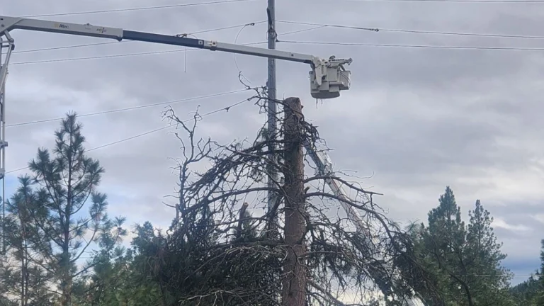 Tree and powerline damage near Leavenworth on December 12, 2025. Credit: Chelan County PUD