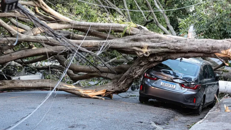 Tree downed by cyclonic winds in São Paulo, Brazil on December 11, 2025. Credit: Agencia Brasil