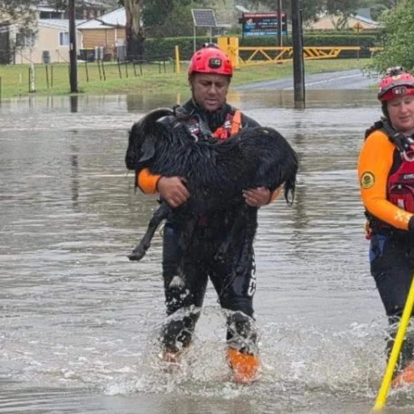 SES operatives rescuing a goat amid flooding in Sydney on January 18, 2026