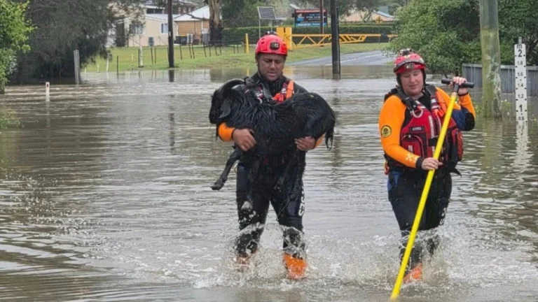 SES operatives rescuing a goat amid flooding in Sydney on January 18, 2026