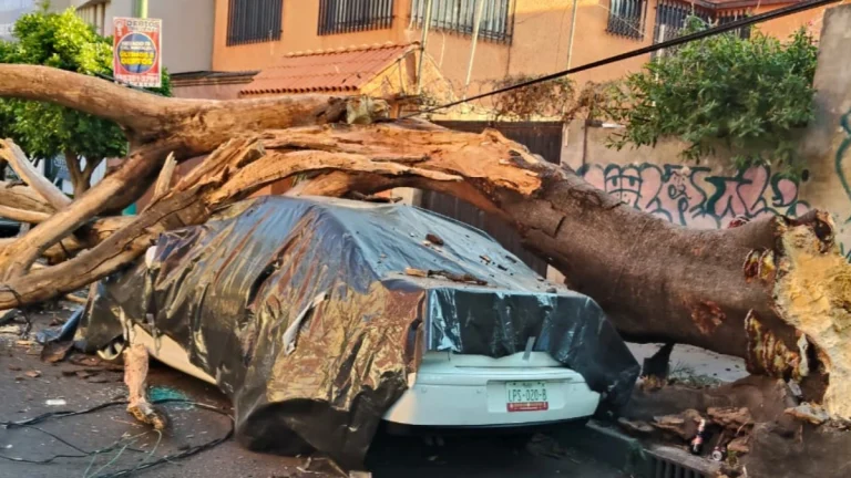 Tree downed by M6.5 earthquake near Guerrero, Mexico, on January 2, 2026. Credit: Clara Brugada