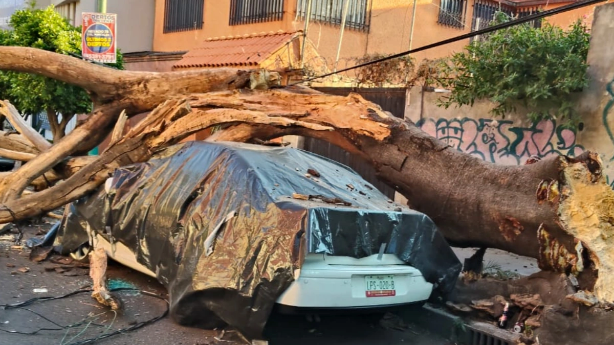 Tree downed by M6.5 earthquake near Guerrero, Mexico, on January 2, 2026. Credit: Clara Brugada