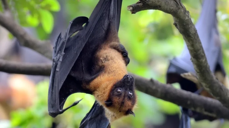 flying fox