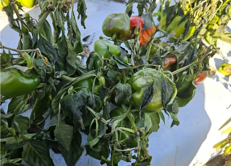 Freeze damage to bell pepper crops in Florida- 2026