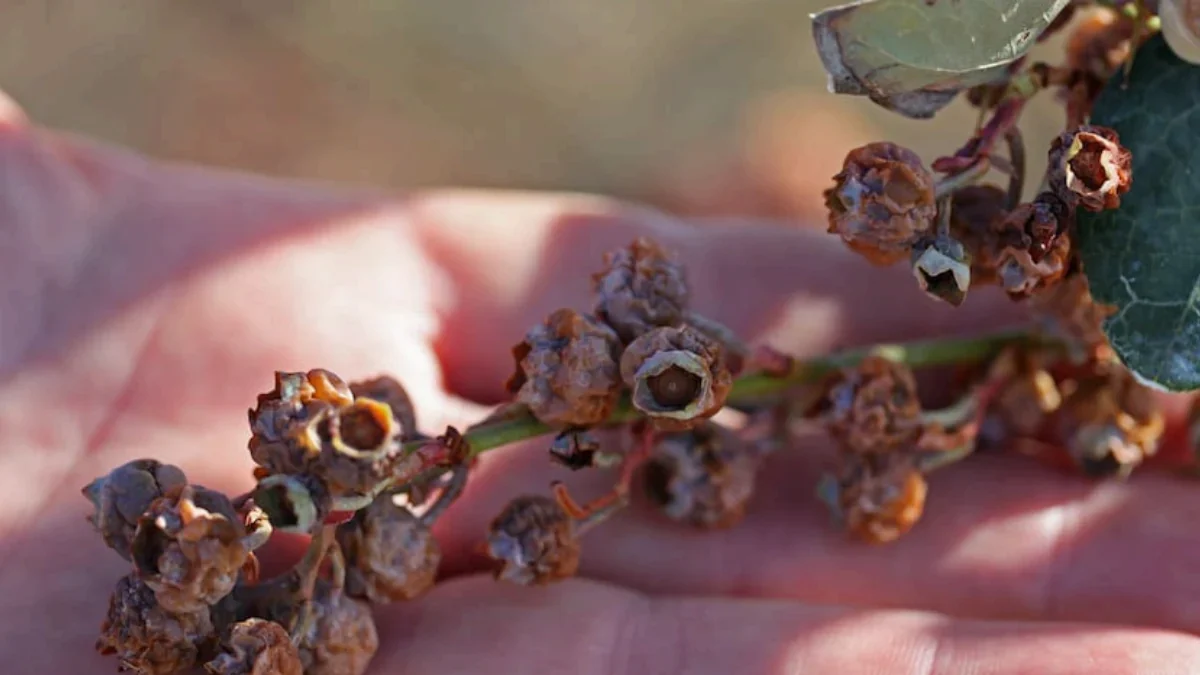 Freeze damage to blueberries in Florida-2026