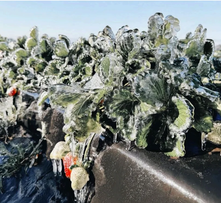Freeze damage to strawberries in Florida in 2026
