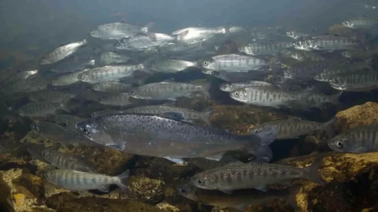 Marine heatwaves can reduce salmon survival in the ocean because warmer waters are typically less productive