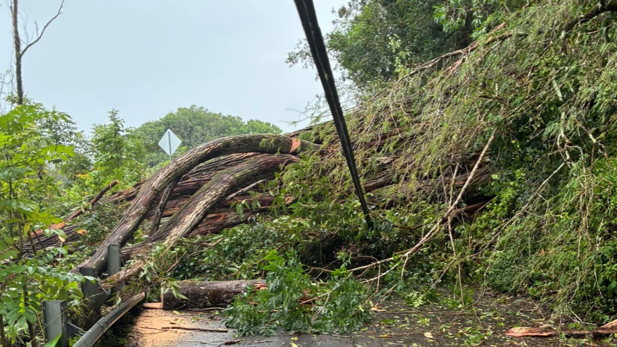 Tree downed in Maui by strong winds from the Kona low affecting Hawaii on March 13, 2026