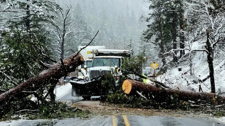 Tree removal at white pass, Washington amid a following a snowstorm on March 13 2026