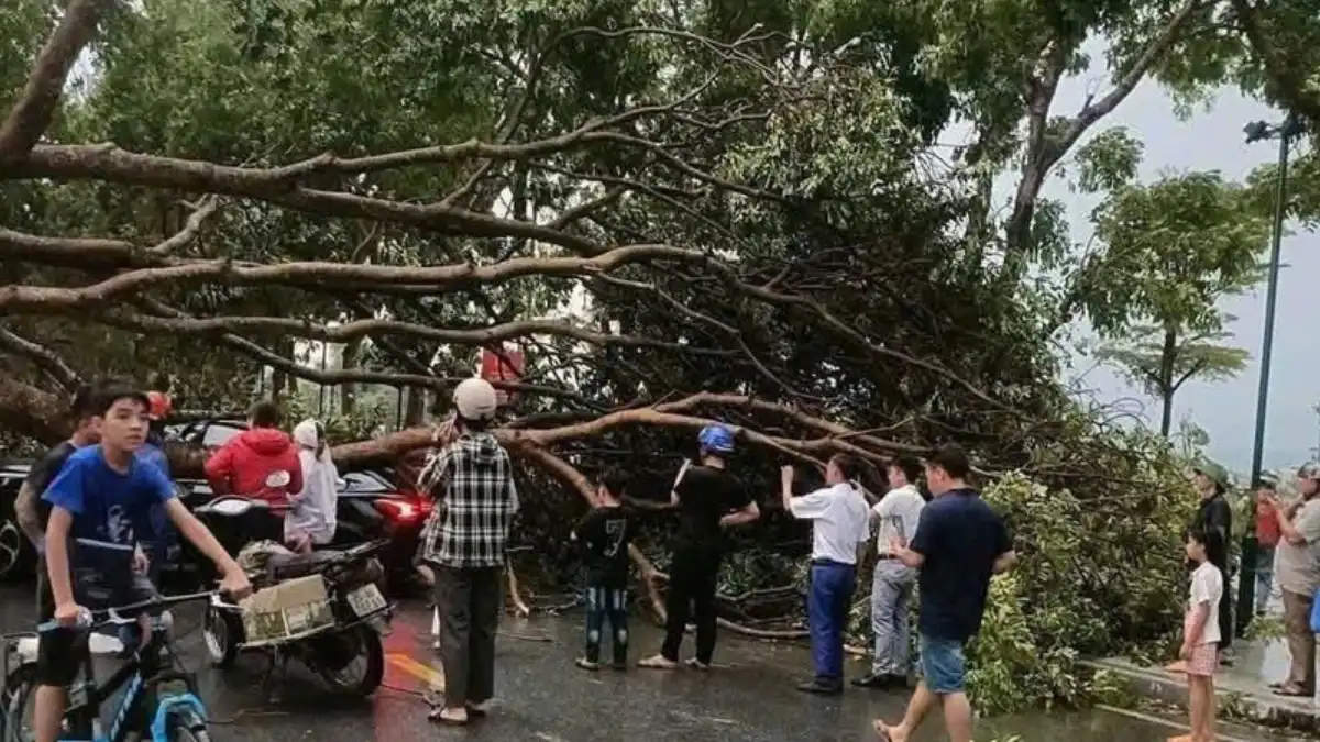Trees fall in the northern mountainous province of Lao Cai due to a strong thunderstorm on the afternoon of March 29, 2026