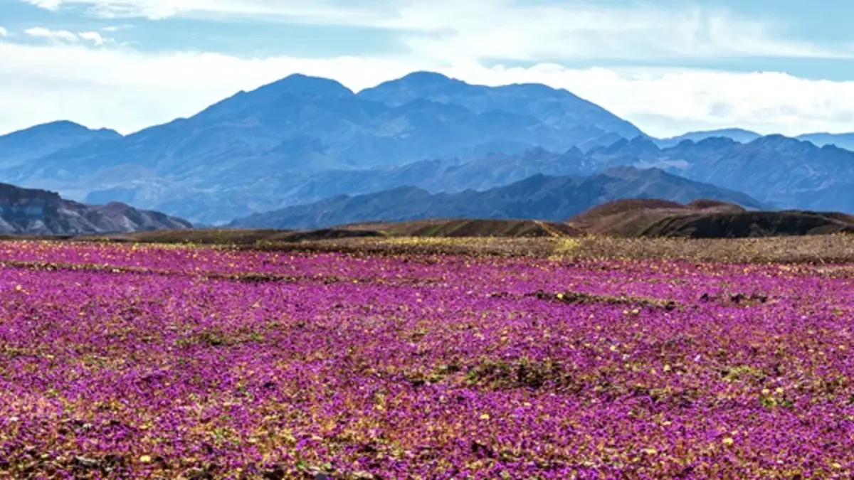 Wildflowers in Death Valley