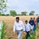 damaged crops of farmers in the villages of Chaumuhan and Pasauoli under Chhata tehsil