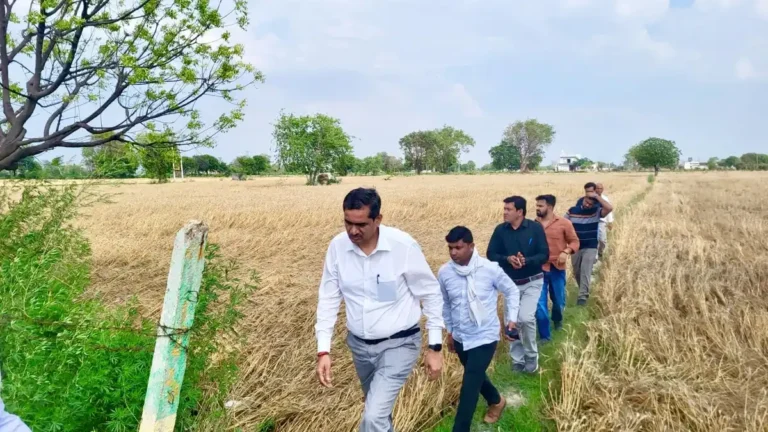 damaged crops of farmers in the villages of Chaumuhan and Pasauoli under Chhata tehsil