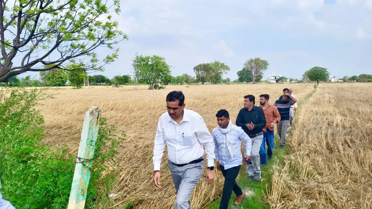 damaged crops of farmers in the villages of Chaumuhan and Pasauoli under Chhata tehsil