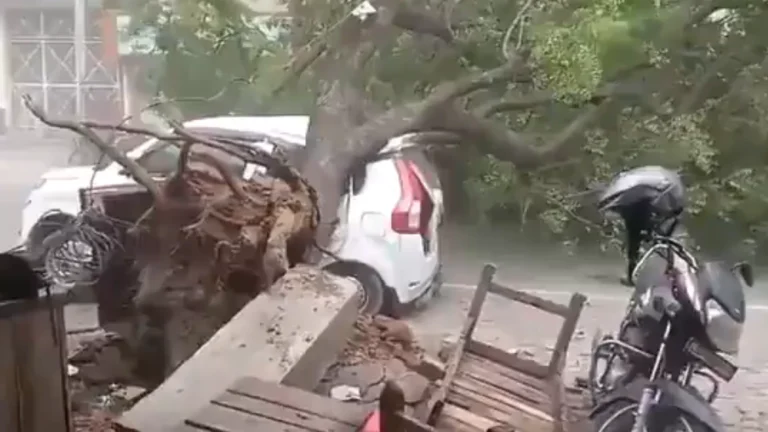 Tree uprooted by severe storms in Uttar Pradesh on May 13, 2026