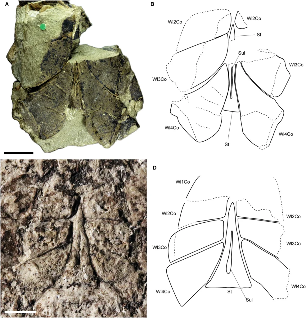 Comparison of the coxosternal region of Praearcturus gigas Woodward 1870a from the Lochkovian St Maughan's Formation of Britain (A–B) and Eramoscorpius brucensis Waddington et al. 2015